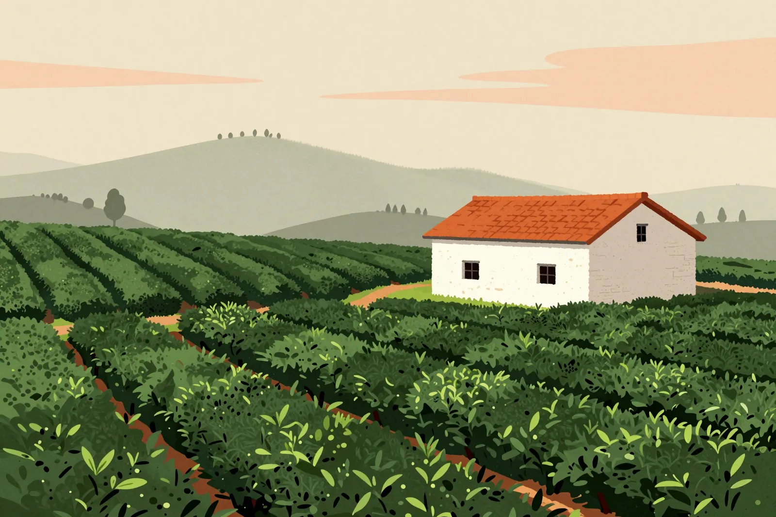 Ilustração de uma plantação de chá do século XIX com uma casa de taipa ao fundo